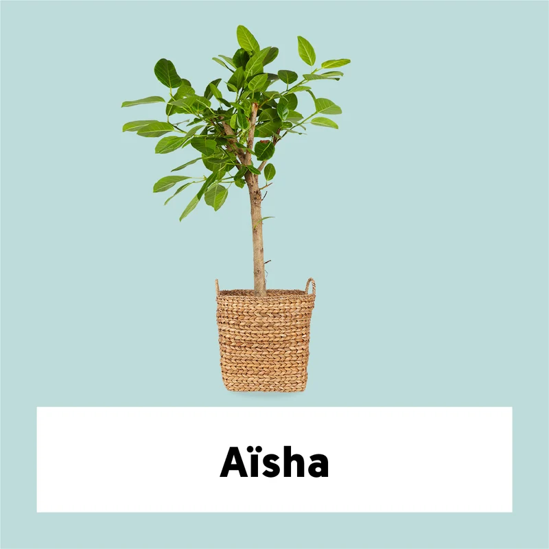 Ficus benghalensis altissima (Banyanbaum) (XL)