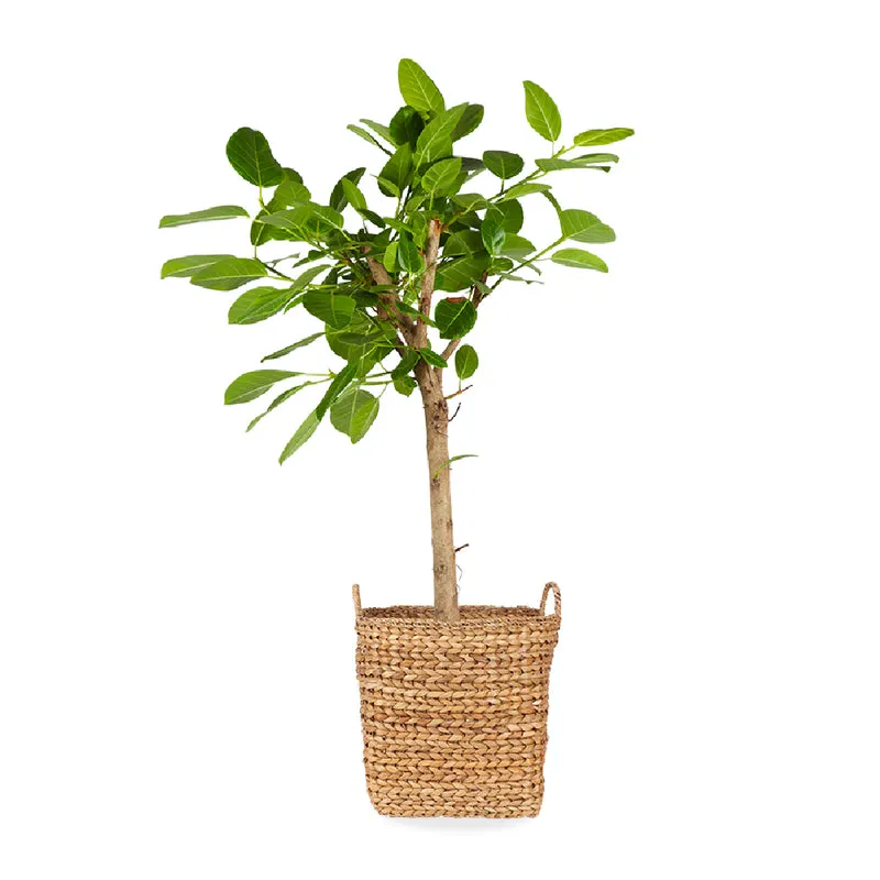 Ficus benghalensis altissima (Banyanbaum) (XL)