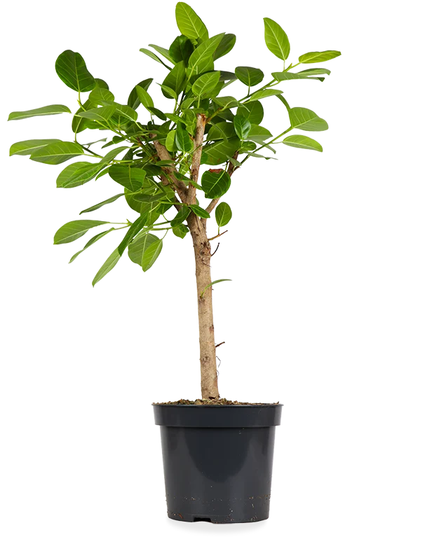 Ficus benghalensis altissima (Banyanbaum) (XL)