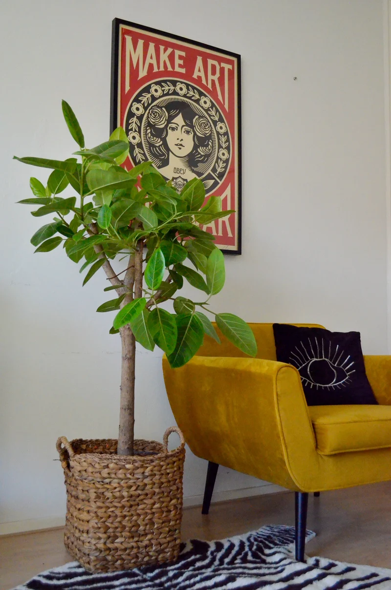 Ficus benghalensis altissima (Banyanbaum) (XL)