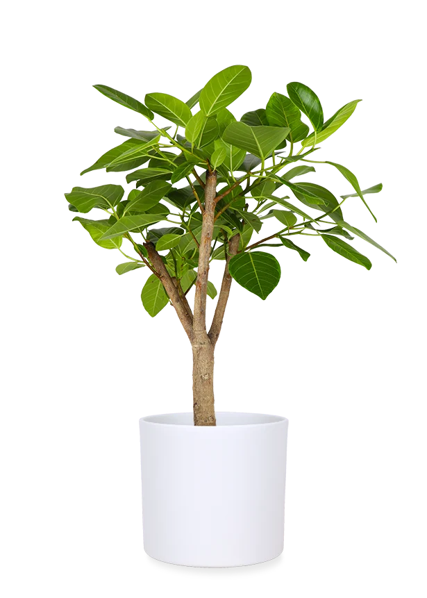 Ficus benghalensis altissima (Banyanbaum) (L)