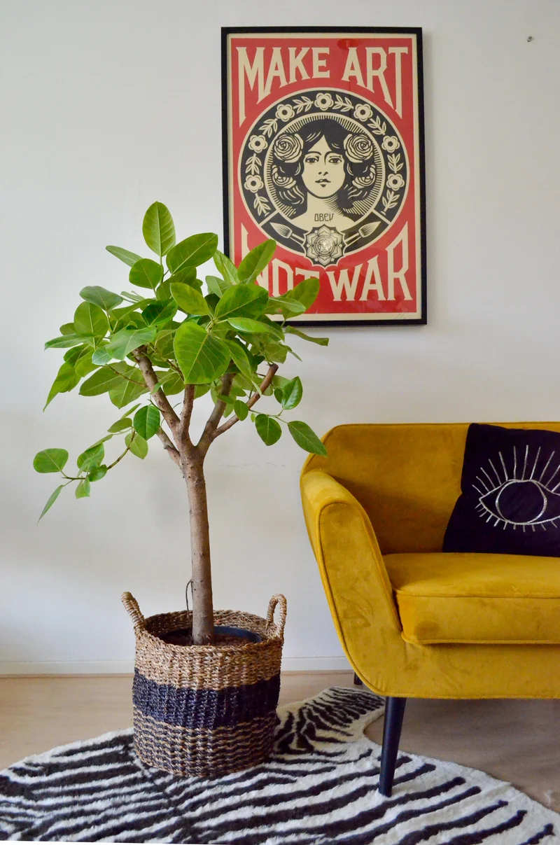 Ficus benghalensis altissima (Banyanbaum) (L)