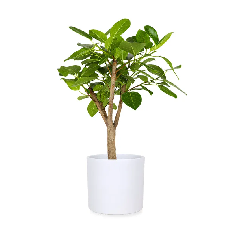 Ficus benghalensis altissima (Banyanbaum) (L)