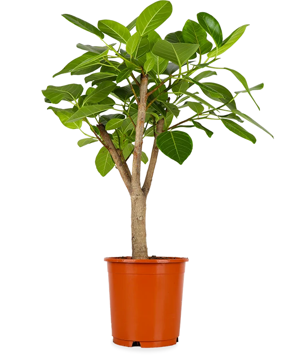 Ficus benghalensis altissima (Banyanbaum) (L)