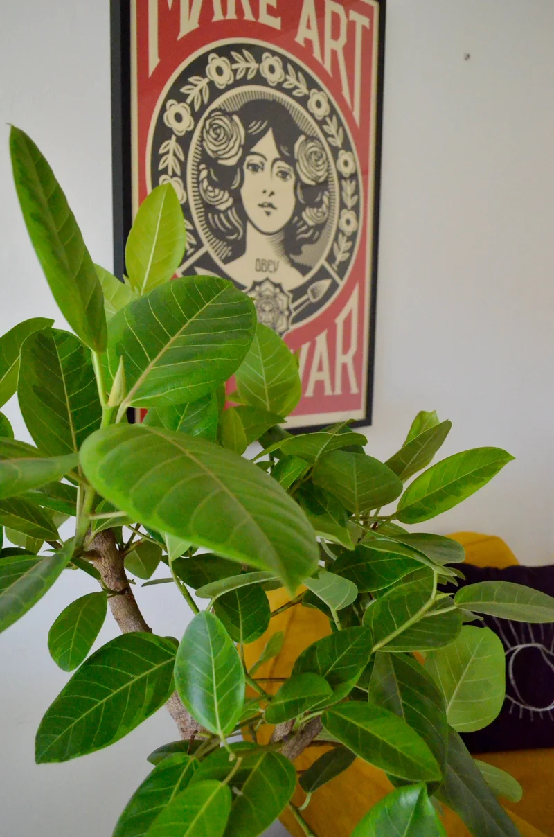Ficus benghalensis altissima (Banyanbaum) (L)