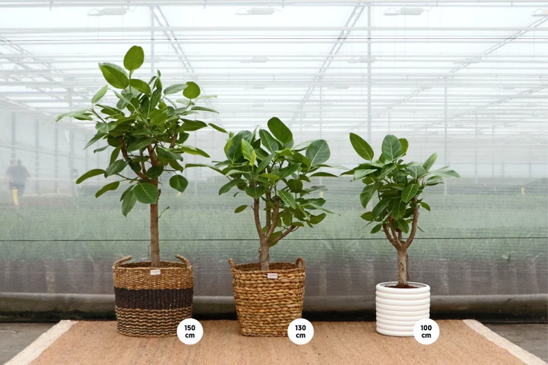 Ficus benghalensis altissima (Banyanbaum) (L)