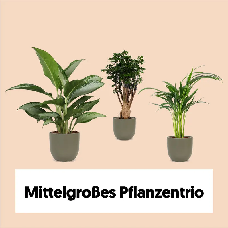 Mittelgroßes Pflanzentrio