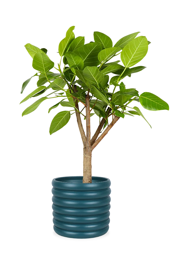 Ficus benghalensis altissima (Banyanbaum) (L)