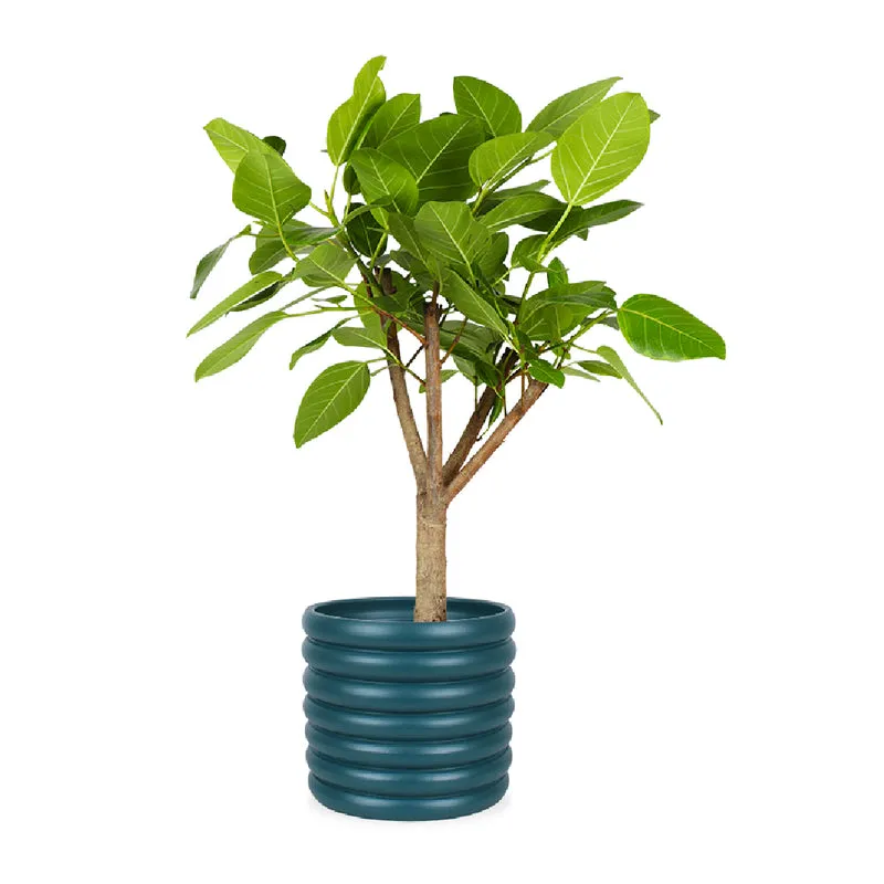 Ficus benghalensis altissima (Banyanbaum) (L)