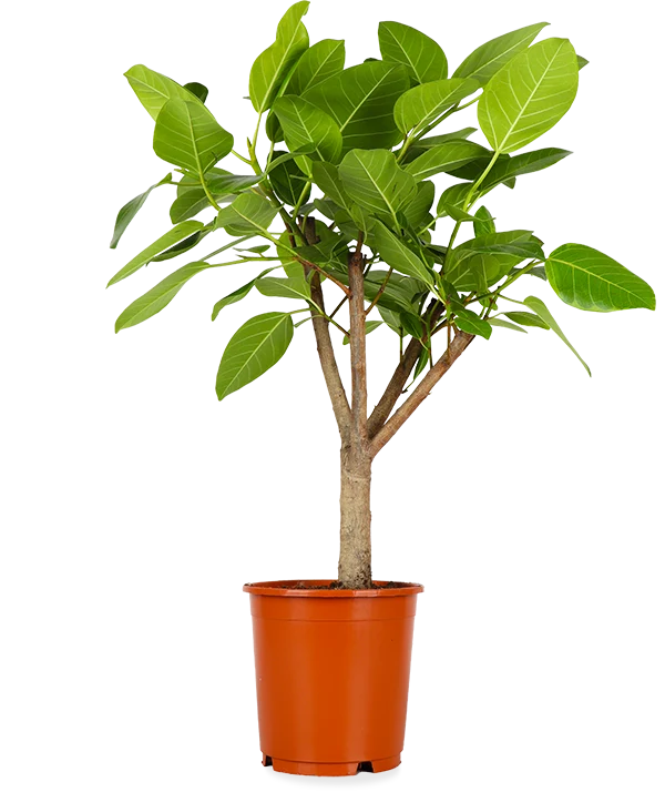 Ficus benghalensis altissima (Banyanbaum) (L)