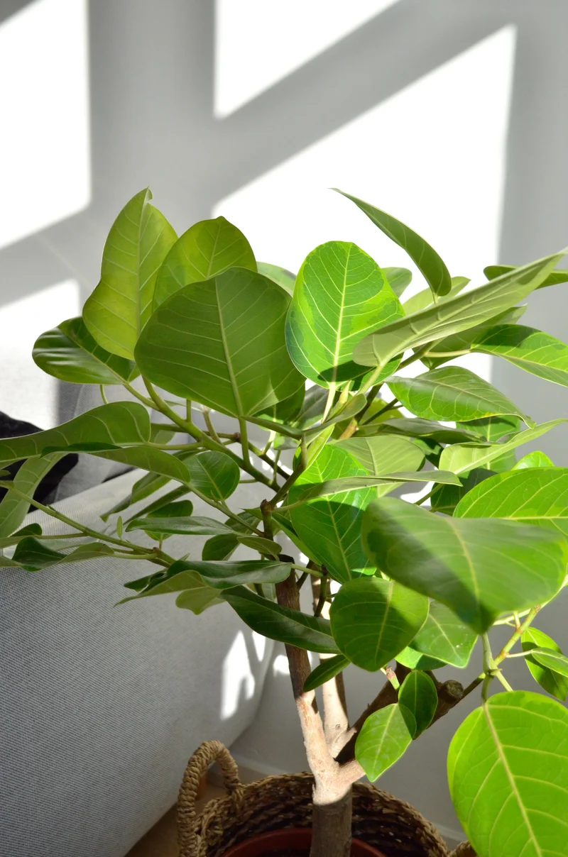 Ficus benghalensis altissima (Banyanbaum) (L)