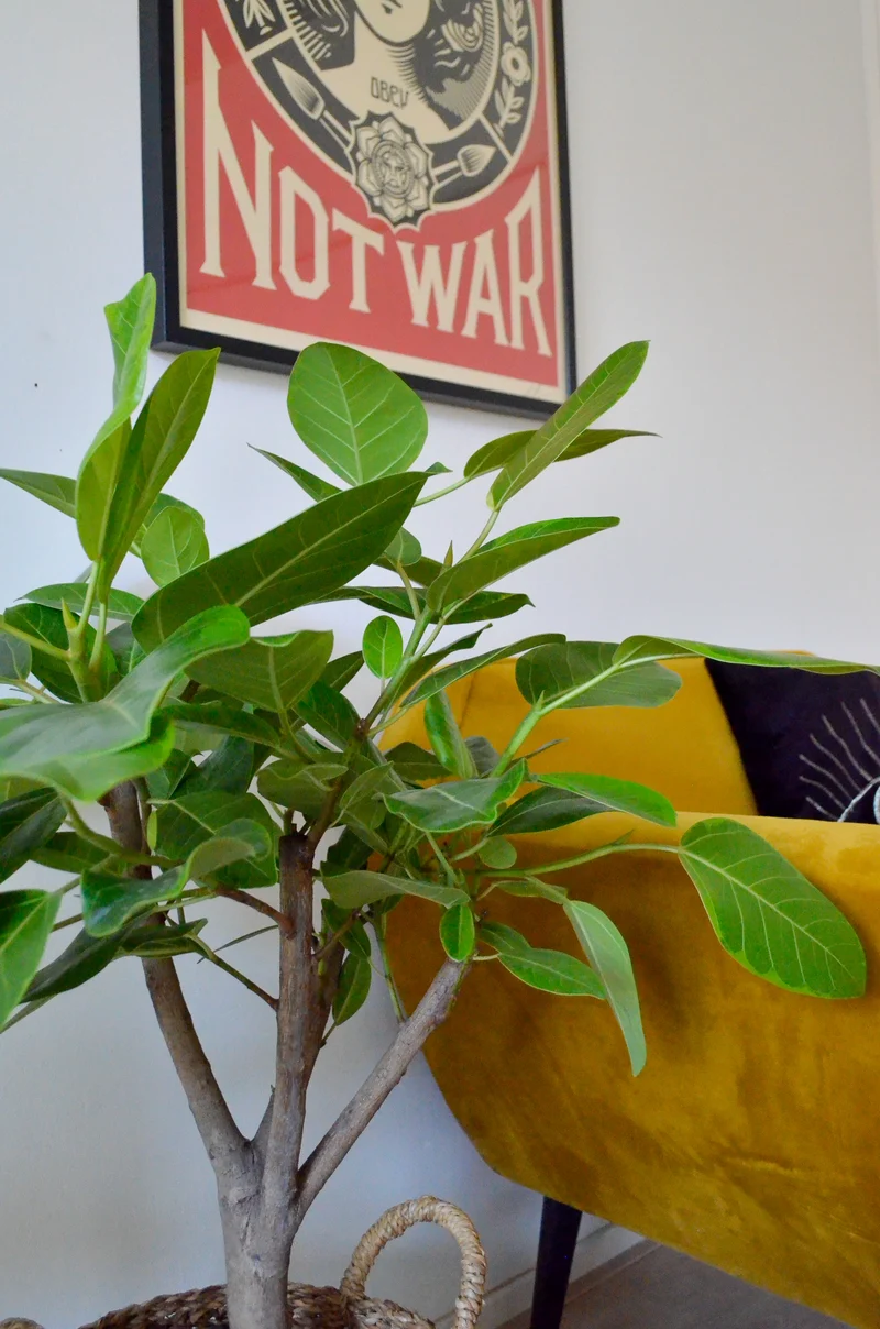 Ficus benghalensis altissima (Banyanbaum) (L)