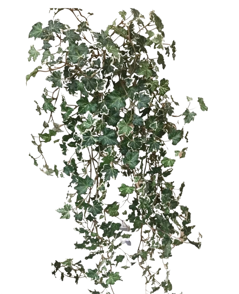 Künstlicher Efeu Deluxe Sattgrün-Weiß 90 cm