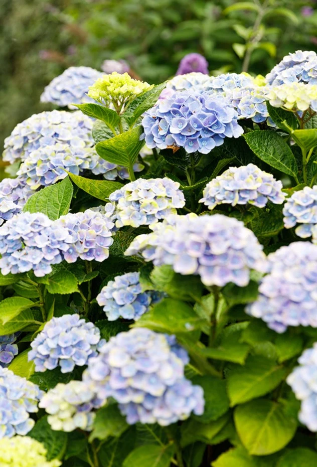 Blaue Gartenhortensie (Hydrangea macrophylla "magical blue") (M)