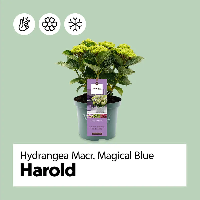 Blaue Gartenhortensie (Hydrangea macrophylla "magical blue") (M)