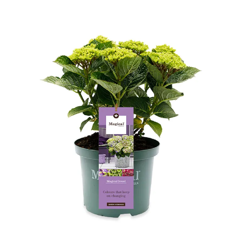 Blaue Gartenhortensie (Hydrangea macrophylla "magical blue") (M)