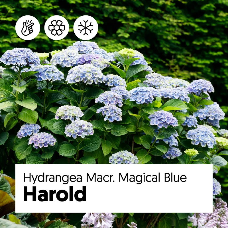 Blaue Gartenhortensie (Hydrangea macrophylla "magical blue") (M)