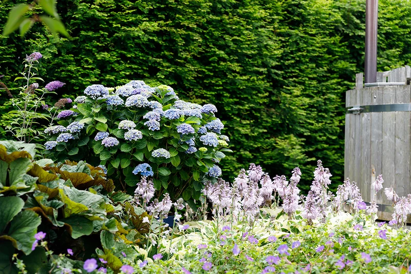 Blaue Gartenhortensie (Hydrangea macrophylla "magical blue") (M)