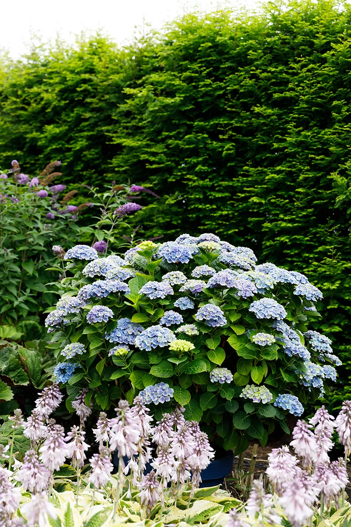 Blaue Gartenhortensie (Hydrangea macrophylla "magical blue") (M)