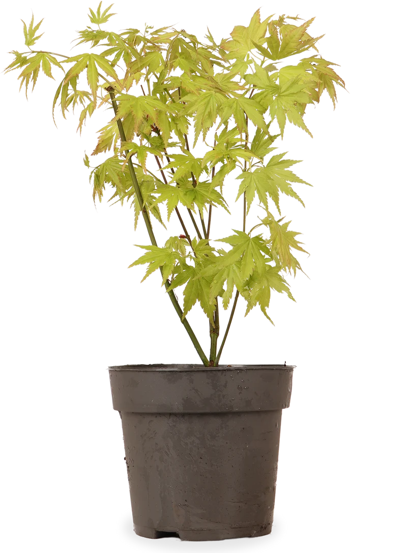Acer palmatum (Japanischer Fächerahorn) (S)