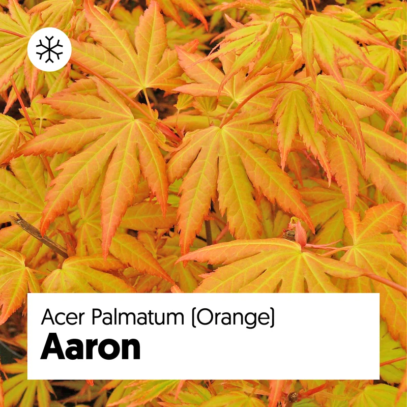 Acer palmatum (Japanischer Fächerahorn) (S)