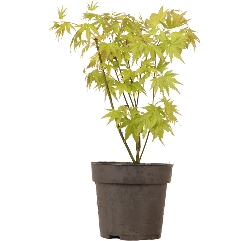 Acer palmatum (Japanischer Fächerahorn) (S)