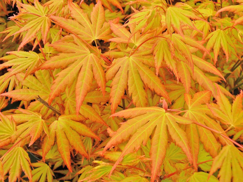 Acer palmatum (Japanischer Fächerahorn) (S)