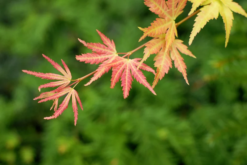 Acer palmatum (Japanischer Fächerahorn) (S)