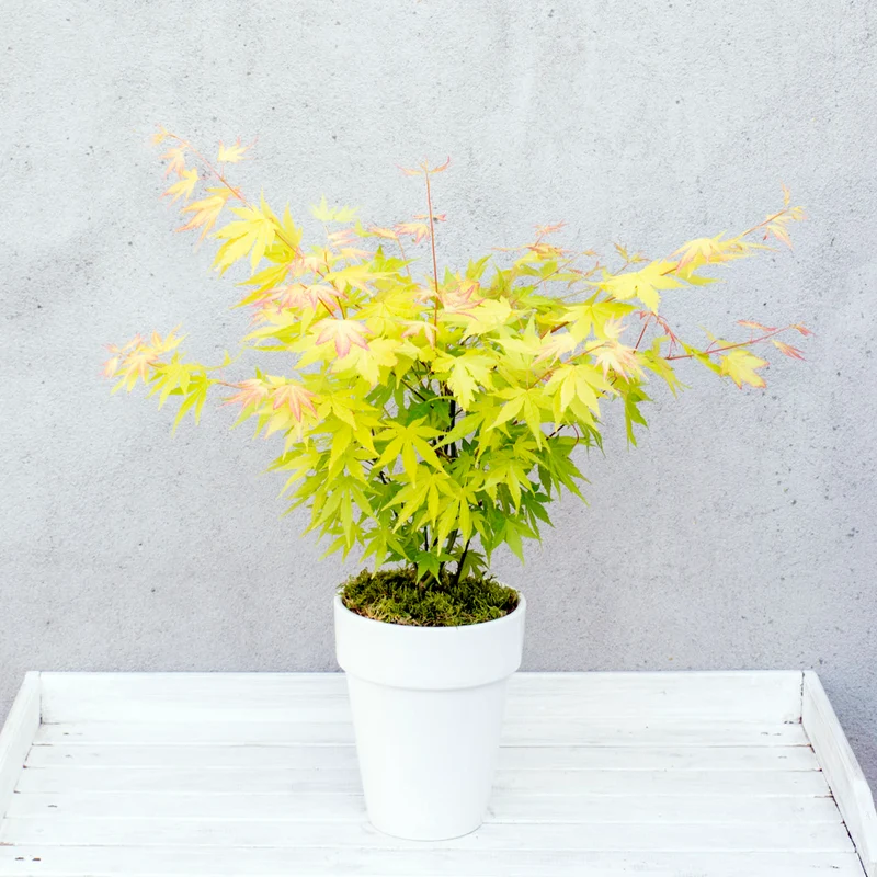 Acer palmatum (Japanischer Fächerahorn) (S)