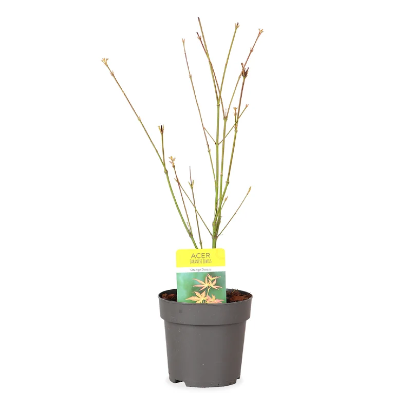 Acer palmatum (Japanischer Fächerahorn) (S)