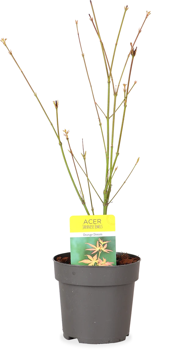 Acer palmatum (Japanischer Fächerahorn) (S)