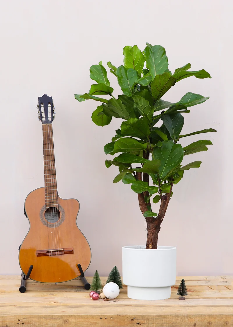 Ficus lyrata verzweigter Stamm (Geigenfeige) (L)