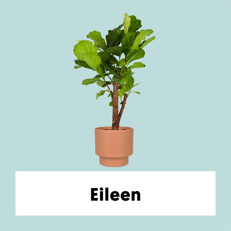 Ficus lyrata verzweigter Stamm (Geigenfeige) (L)