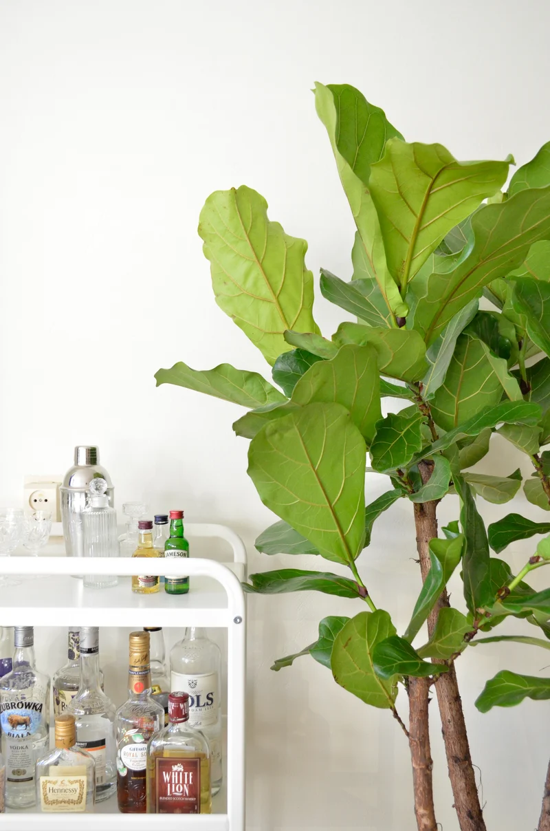 Ficus lyrata verzweigter Stamm (Geigenfeige) (L)