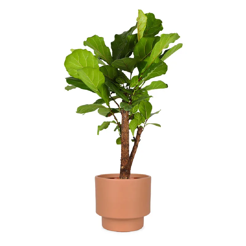 Ficus lyrata verzweigter Stamm (Geigenfeige) (L)
