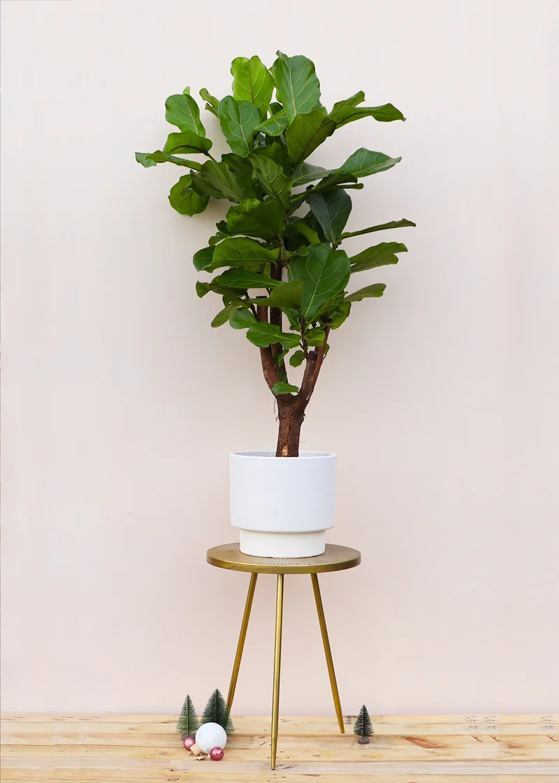 Ficus lyrata verzweigter Stamm (Geigenfeige) (L)
