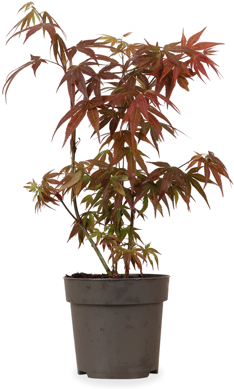 Acer palmatum (Japanischer Fächerahorn) (S)