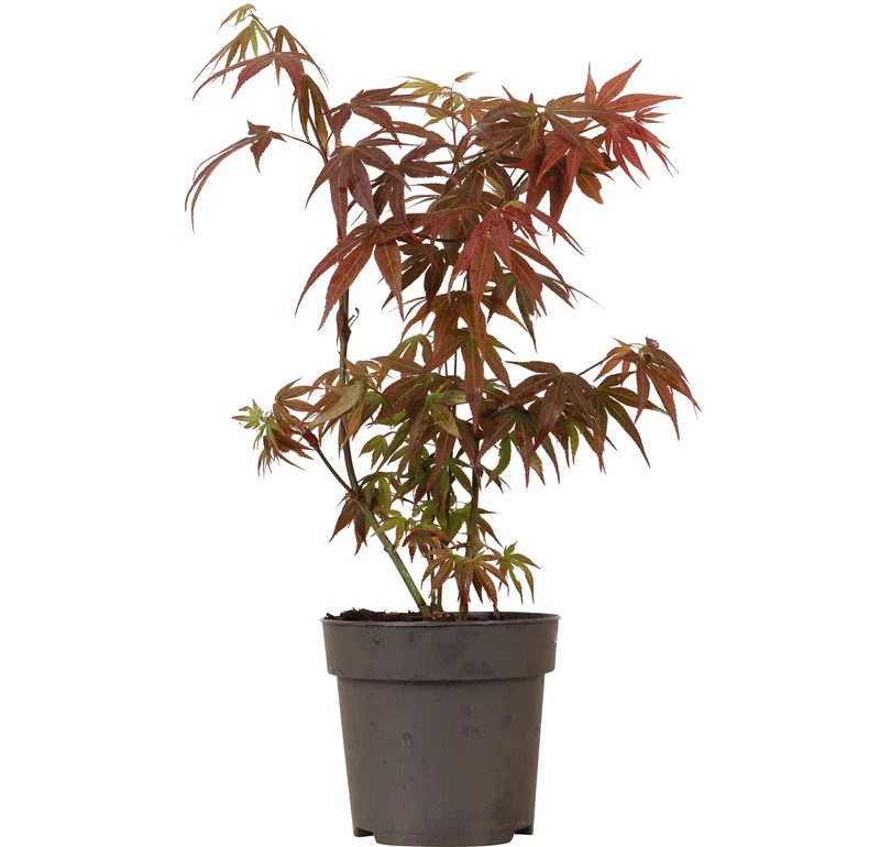 Acer palmatum (Japanischer Fächerahorn) (S)