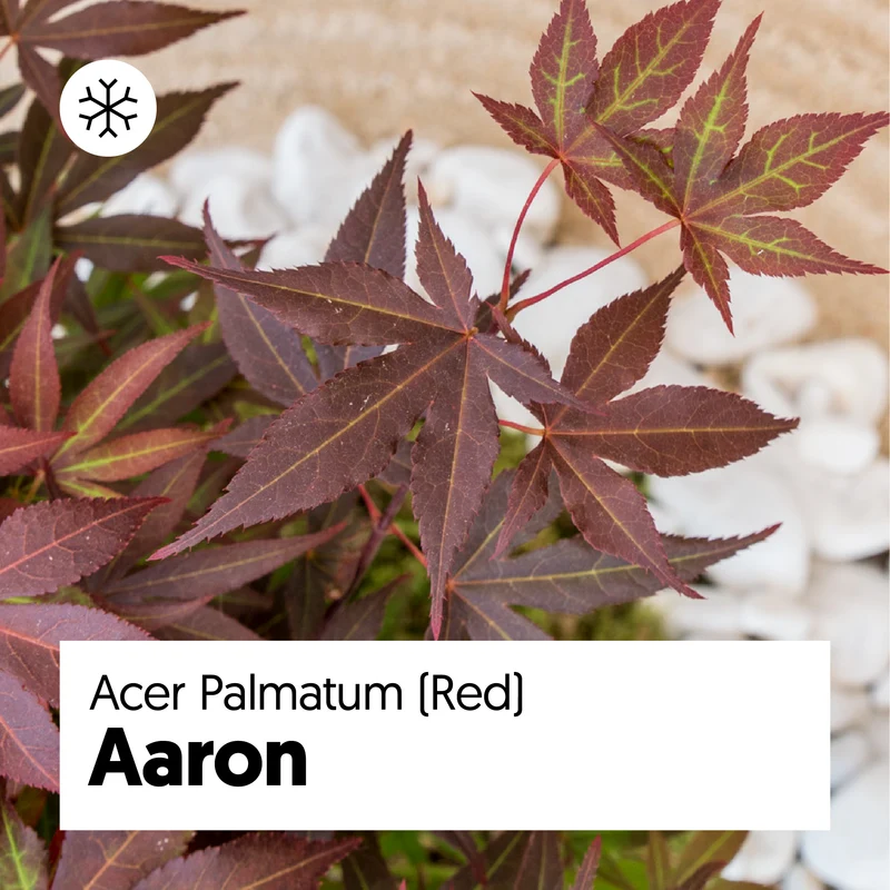 Acer palmatum (Japanischer Fächerahorn) (S)