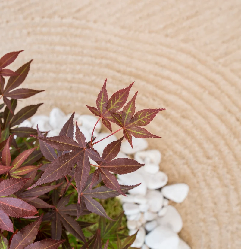 Acer palmatum (Japanischer Fächerahorn) (S)