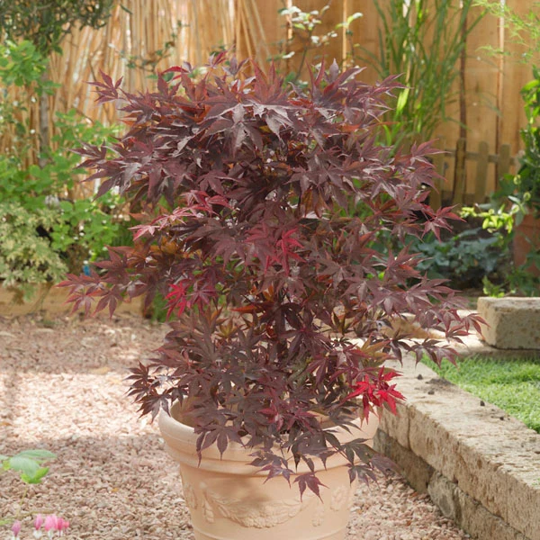 Acer palmatum (Japanischer Fächerahorn) (S)