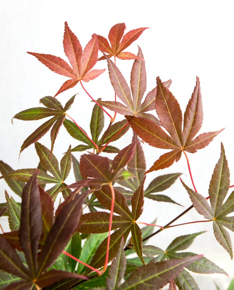 Acer palmatum (Japanischer Fächerahorn) (S)