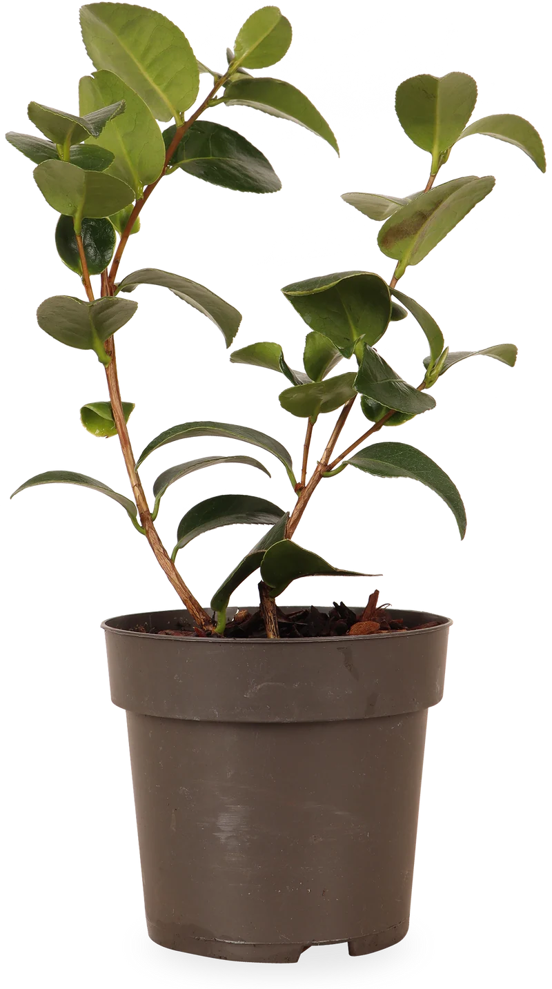 Camellia williamsii "volunteer" (Kamelie) (S)