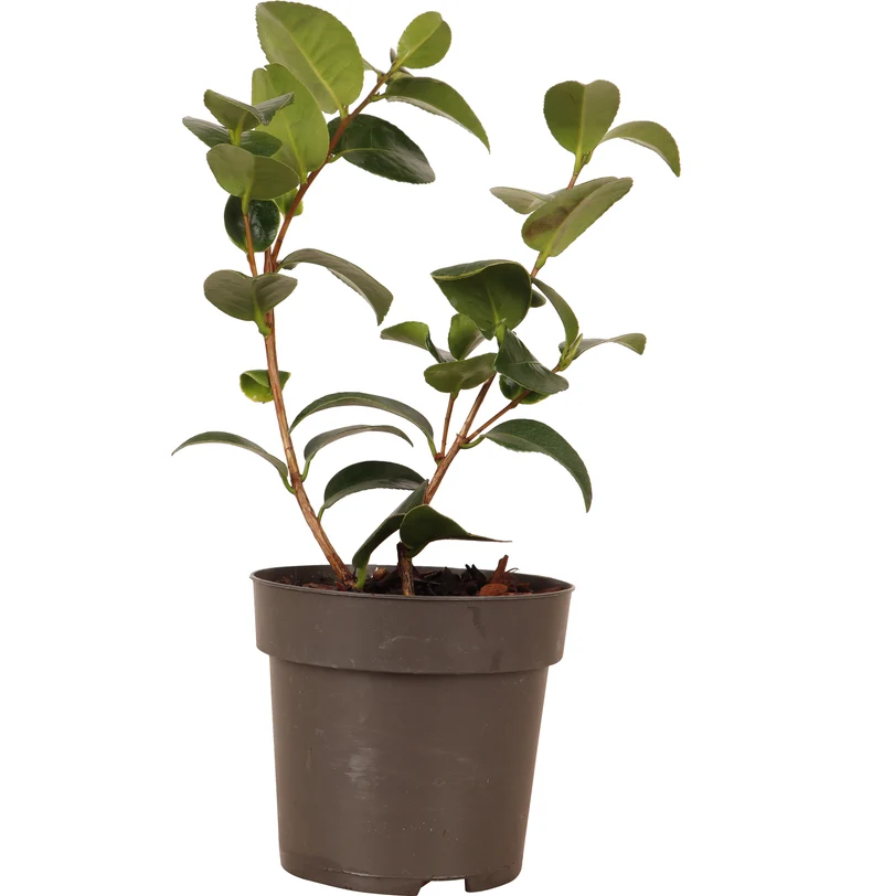 Camellia williamsii "volunteer" (Kamelie) (S)