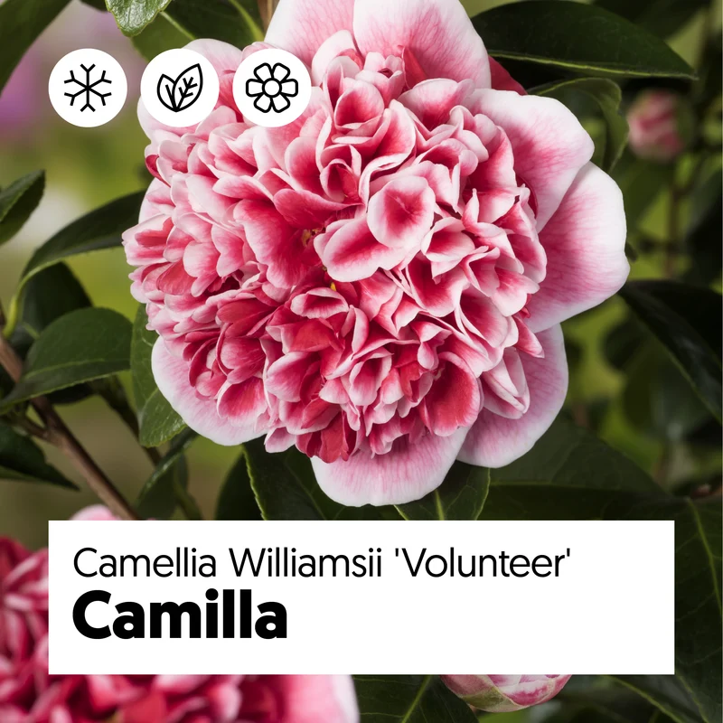 Camellia williamsii "volunteer" (Kamelie) (S)