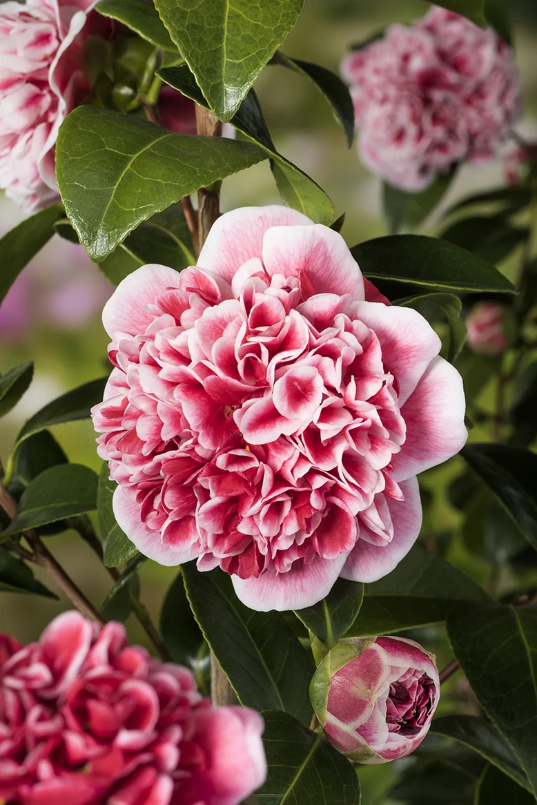 Camellia williamsii "volunteer" (Kamelie) (S)
