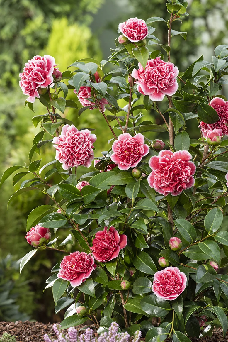 Camellia williamsii "volunteer" (Kamelie) (S)