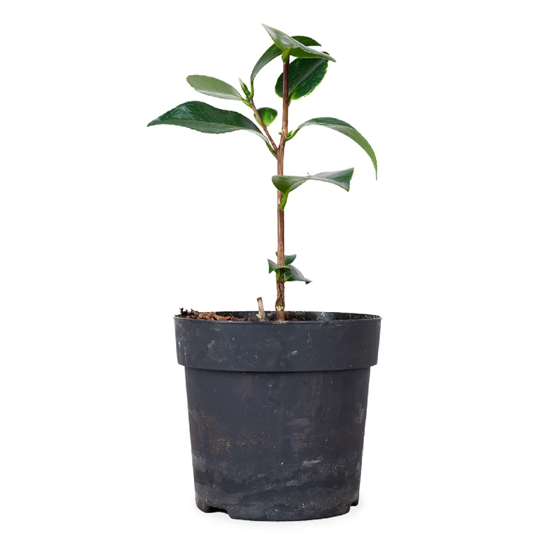 Camellia williamsii "volunteer" (Kamelie) (S)