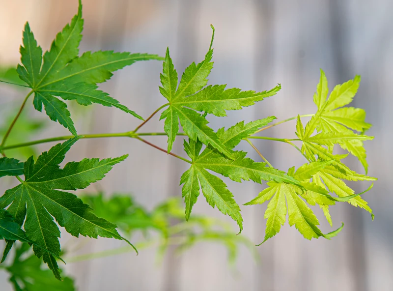 Acer palmatum (Japanischer Fächerahorn) (S)