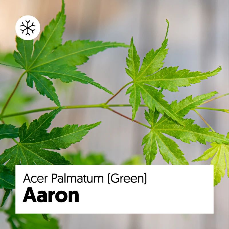 Acer palmatum (Japanischer Fächerahorn) (S)